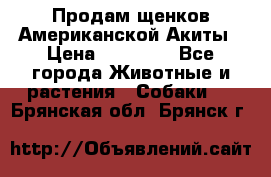 Продам щенков Американской Акиты › Цена ­ 25 000 - Все города Животные и растения » Собаки   . Брянская обл.,Брянск г.